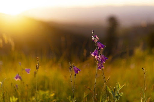 Kaas Plateau Flower Show